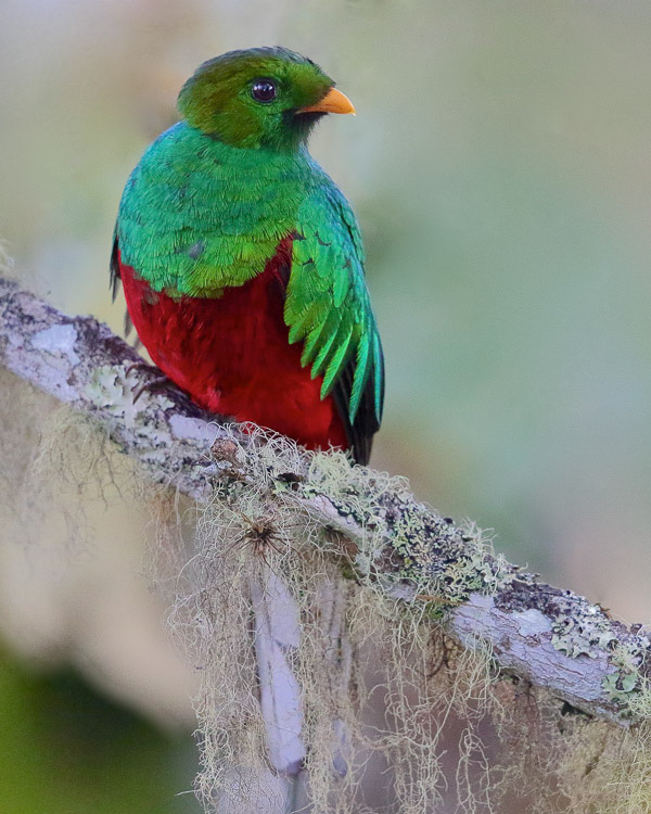 Crested Quetzal. Photo: George Armistead